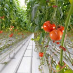 γενετικά τροποποιημένη ντομάτα