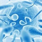 βλαστοκύτταρα - ανδρική γονιμότητα