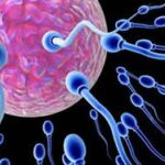 Γαλλική έρευνα: Εκφυλίζεται το ανδρικό σπέρμα
