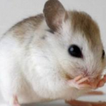 Επιστημονικό θαύμα: Τυφλά ποντίκια ξαναβρήκαν το φως τους με μεταμόσχευση