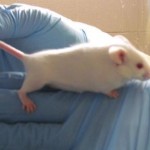 Έξυπνα ποντίκια με ανθρώπινα εγκεφαλικά κύτταρα