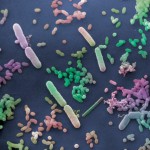 Οι φίλοι μας τα βακτήρια - Πώς τα μικρόβια προστατεύουν τον οργανισμό μας