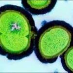 Η βιταμίνη Β3 «σκοτώνει» θανατηφόρα βακτήρια