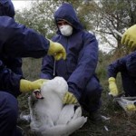Νέο στέλεχος του ιού της γρίπης των πτηνών προκάλεσε δύο θανάτους στην Κίνα