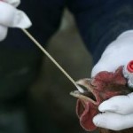 Τέσσερα νέα κρούσματα της γρίπης των πουλερικών στην Κίνα