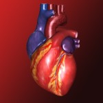 «Εξυπνα» βλαστικά κύτταρα εναντίον καρδιακής ανεπάρκειας