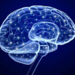 Τρισδιάστατος χάρτης του ανθρώπινου εγκεφάλου