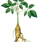 Το Ginseng σχετίζεται με καλύτερη διαχείριση του άγχους