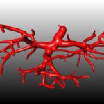 Μεταμόσχευση αιμοφόρου αγγείου εργαστηρίου