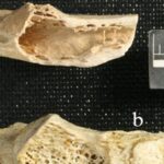 Ο αρχαιότερος όγκος