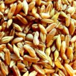 Το «άγνωστο» σιτάρι κορασάν