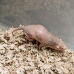 Μυστικό «όπλο» για τον καρκίνο από τον τυφλοπόντικα