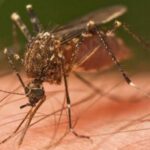 pws-tha-dioksete-ta-kounoupia