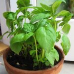 mosquito-repellent-plants