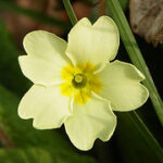 elaio nihtolouloudou