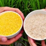 golden-rice