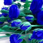 blue-rose