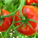 tomates1