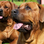 dog-diatrofi